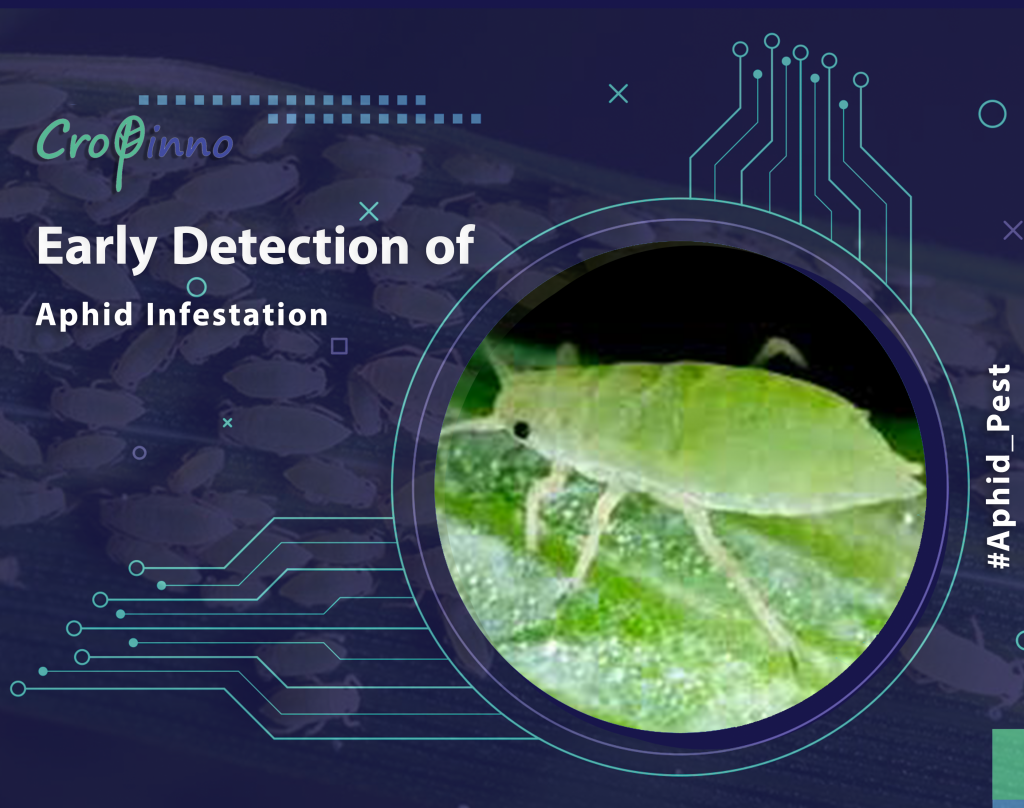 Detection of Stress Induced by Aphid