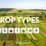 Crop Types Based on Their Purposes
