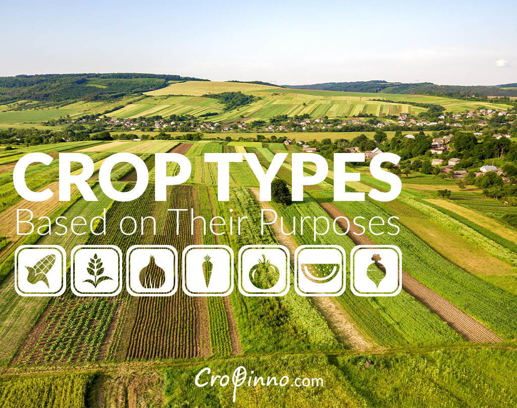 Crop Types Based on Their Purposes