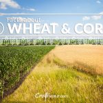 6 facts about wheat and corn