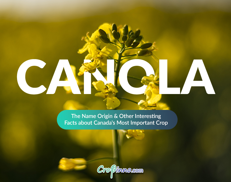 Interesting Facts about Canola