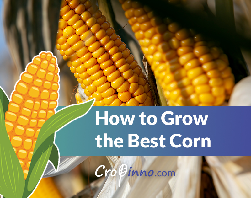 Instructions to grow the best corn