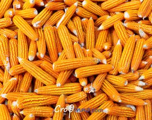 Harvested Fresh Corn Cobs