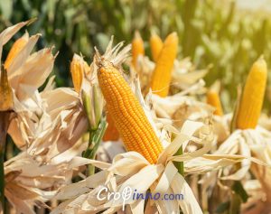 Ripe Corn Cob Ready to be Harvested