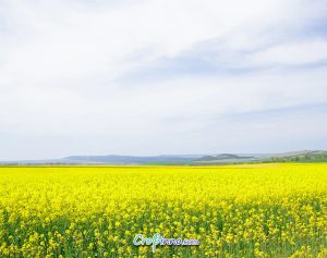 Yellow Fields of Flowering Canola