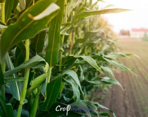 A Full-grown Corn Field