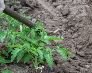 weeds & weed control in farm