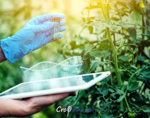 genetic manipulation could develop more resistant crops