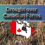 Drought in Canadian Farms