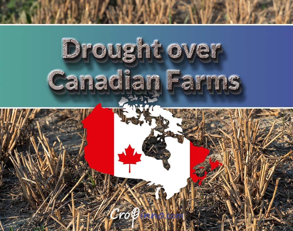 Drought in Canadian Farms