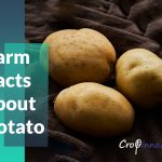 Farm Facts about Potato