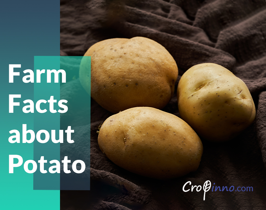 Farm Facts about Potato